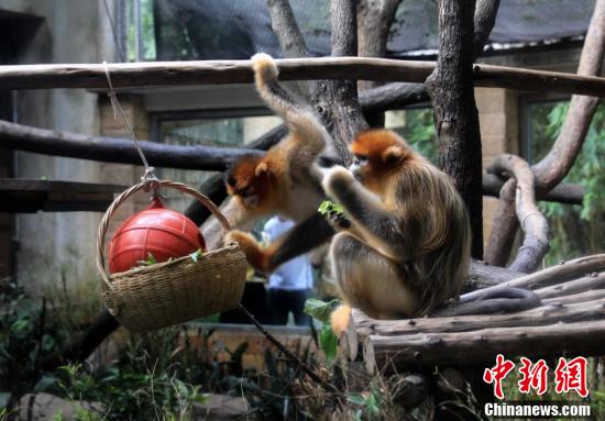
沈阳各大医院黄牛代挂号电话票贩子号贩子网上预约挂号,住院检查加快,成都动物园推出20款大运会动物IP形象