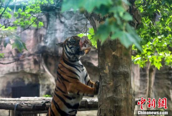 
沈阳各大医院黄牛代挂号电话票贩子号贩子网上预约挂号,住院检查加快,成都动物园推出20款大运会动物IP形象