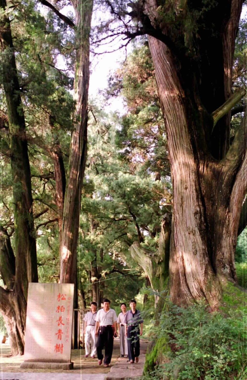 
上海新华医院黄牛代挂号电话票贩子号贩子网上预约挂号,住院检查加快,第1视点丨千年苍翠古蜀道