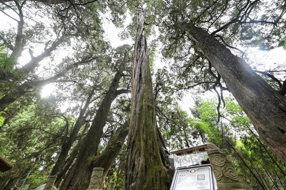 
北京中医药大学东直门医院黄牛代挂号电话票贩子号贩子网上预约挂号,住院检查加快,第一观察·瞬间丨总书记缘何珍视参天大树