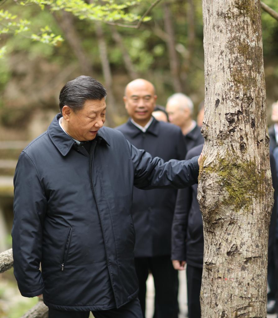 
北京中医药大学东直门医院黄牛代挂号电话票贩子号贩子网上预约挂号,住院检查加快,第一观察·瞬间丨总书记缘何珍视参天大树