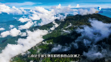 
北京安贞医院黄牛代挂号电话票贩子号贩子网上预约挂号,住院检查加快,全球连线｜“洋记者”看美丽中国：从餐桌上的“陌生”蔬菜看云南生物多样性