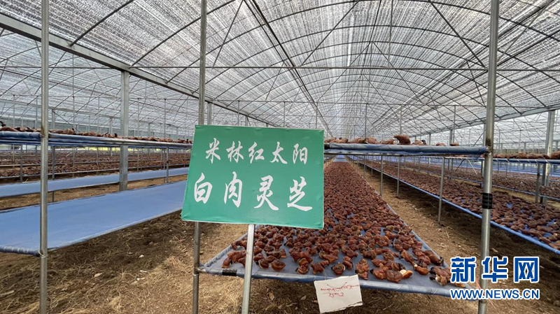 
杭州市妇幼保健院黄牛代挂号电话票贩子号贩子网上预约挂号,住院检查加快,我们的家园·西藏篇|林芝：大力发展生态旅游与特色产业 全面推进乡村振兴