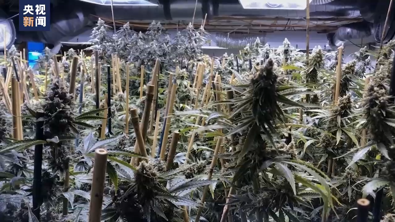 
广东省中医院黄牛代挂号电话票贩子号贩子网上预约挂号,住院检查加快,美国“毒”病难除丨经济下行禁毒未果 美国“毒品合法化”再度抬头