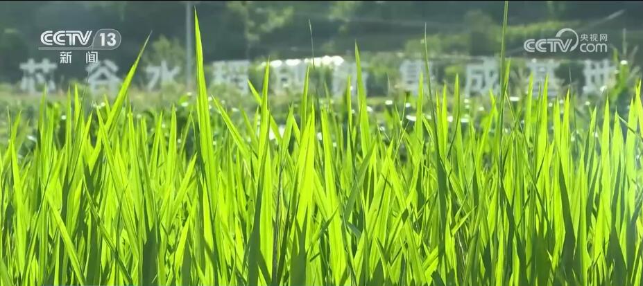
首都医科大学附属安贞医院黄牛代挂号电话票贩子号贩子网上预约挂号,住院检查加快,持续降雨诱发病虫害多发 农技人员现场“把脉”支招