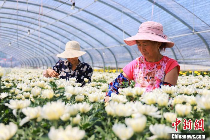 
空军特色医学中心黄牛代挂号电话票贩子号贩子网上预约挂号,住院检查加快,山东枣庄：立秋将至菊农忙