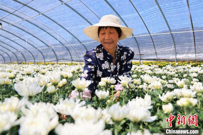 
空军特色医学中心黄牛代挂号电话票贩子号贩子网上预约挂号,住院检查加快,山东枣庄：立秋将至菊农忙