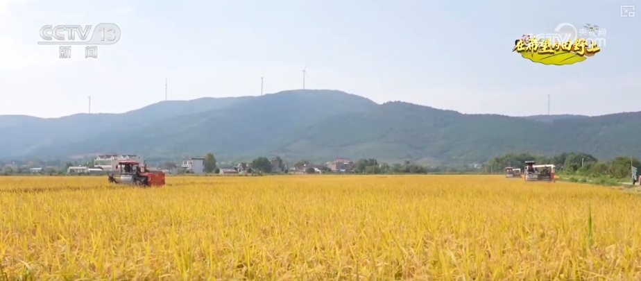 
北京301医院黄牛代挂号电话票贩子号贩子网上预约挂号,住院检查加快,稻浪轻摆、瓜果飘香 绿水青山间“丰”景怡人