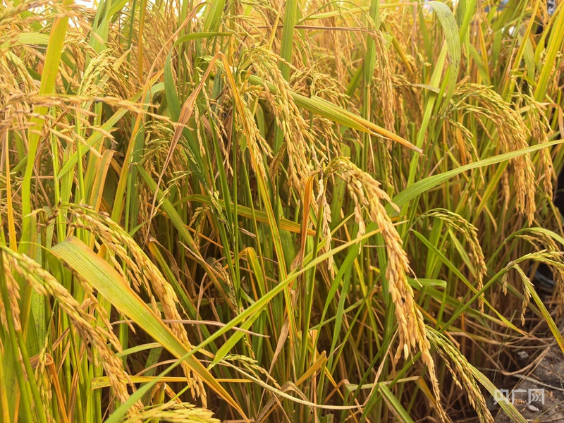 
北京广安门中医院黄牛代挂号电话票贩子号贩子网上预约挂号,住院检查加快,秋收“丰”景｜在希望的田野奏响晚稻丰收曲