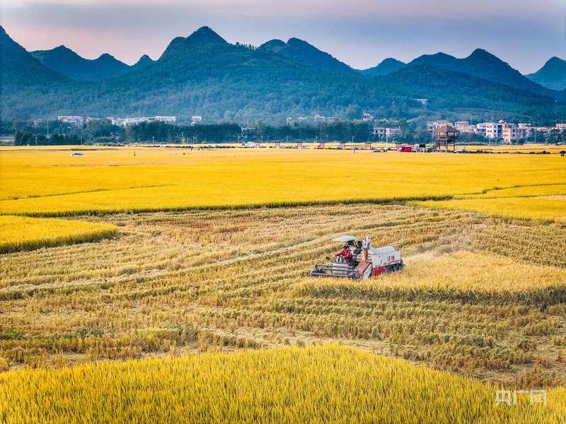 
北京广安门中医院黄牛代挂号电话票贩子号贩子网上预约挂号,住院检查加快,秋收“丰”景｜在希望的田野奏响晚稻丰收曲