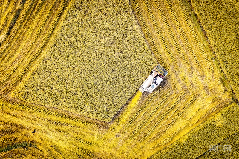 
北京广安门中医院黄牛代挂号电话票贩子号贩子网上预约挂号,住院检查加快,秋收“丰”景｜在希望的田野奏响晚稻丰收曲