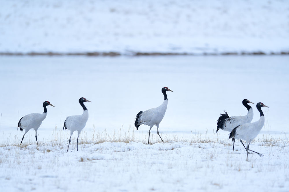 
北京八大处整形医院黄牛代挂号电话票贩子号贩子网上预约挂号,住院检查加快,习近平总书记关切事｜给子孙后代留下珍贵的自然遗产