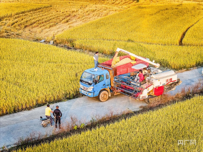 
北京广安门中医院黄牛代挂号电话票贩子号贩子网上预约挂号,住院检查加快,秋收“丰”景｜在希望的田野奏响晚稻丰收曲