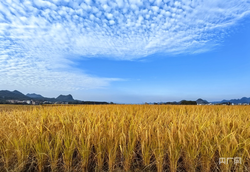 
北京广安门中医院黄牛代挂号电话票贩子号贩子网上预约挂号,住院检查加快,秋收“丰”景｜在希望的田野奏响晚稻丰收曲