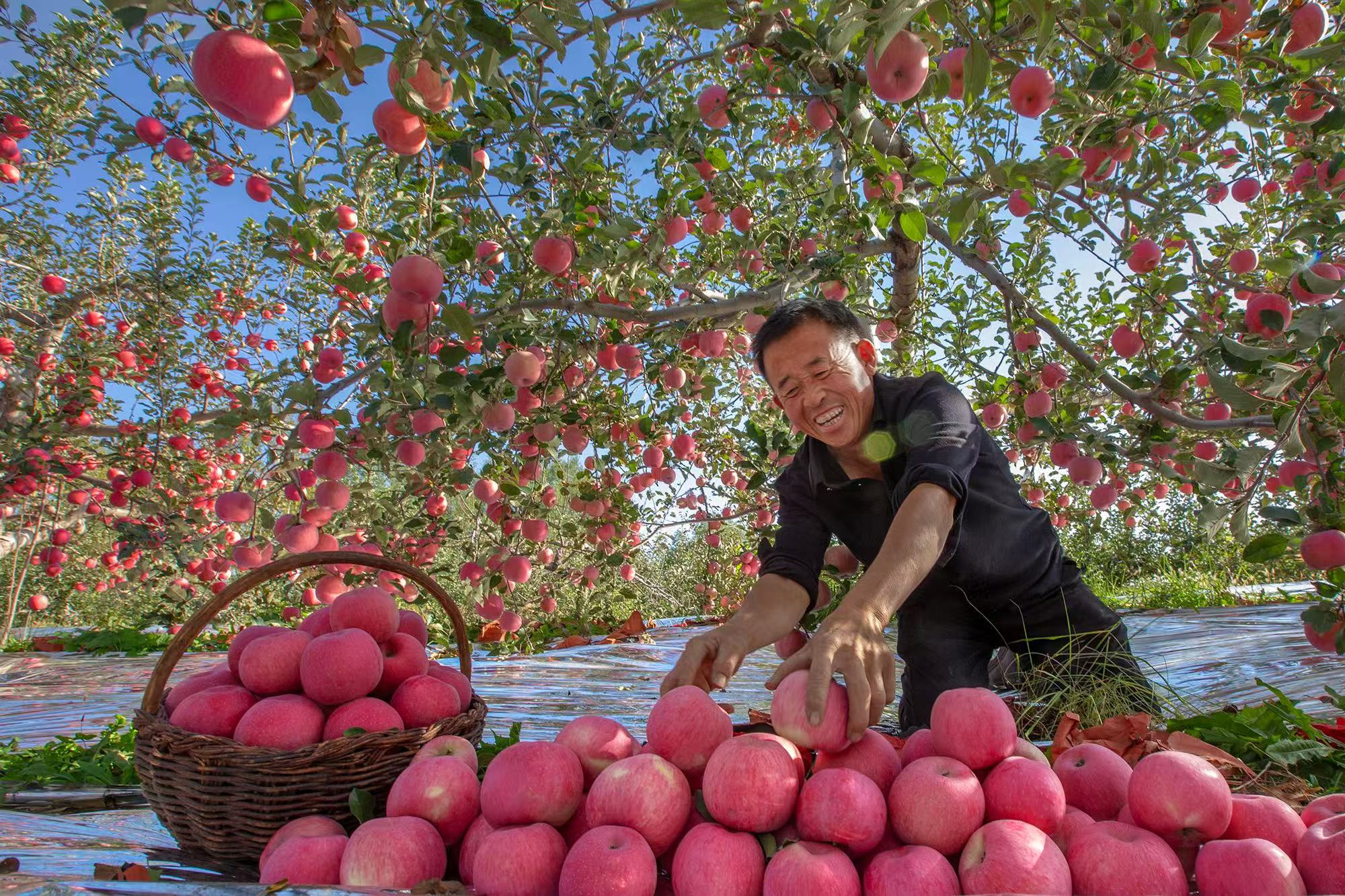 
北京大学肿瘤医院黄牛代挂号电话票贩子号贩子网上预约挂号,住院检查加快,科技护航 希望的田野上“硕果累累”