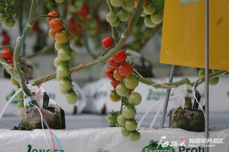 
北京中医药大学东直门医院黄牛代挂号电话票贩子号贩子网上预约挂号,住院检查加快,万人说新疆丨新疆不仅有美景美食 还有很多惊喜