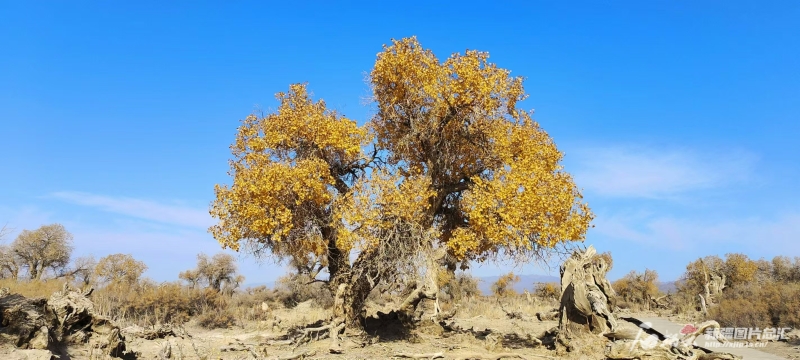 
北京佑安医院黄牛代挂号电话票贩子号贩子网上预约挂号,住院检查加快,文化中国行丨胡杨“进度条”加载成功，新疆各地打开方式是这样的……