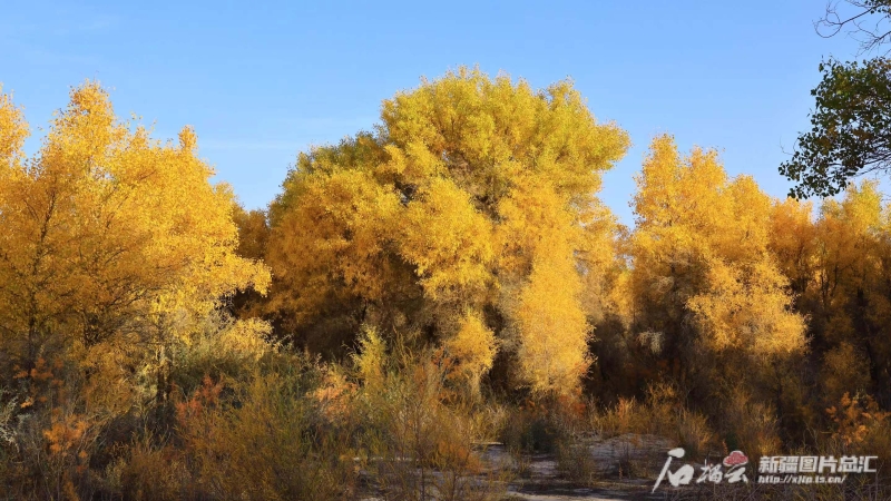 
北京佑安医院黄牛代挂号电话票贩子号贩子网上预约挂号,住院检查加快,文化中国行丨胡杨“进度条”加载成功，新疆各地打开方式是这样的……