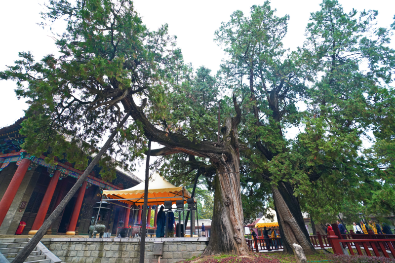 
北京301医院黄牛代挂号电话票贩子号贩子网上预约挂号,住院检查加快,十国外籍专家探秘黄帝陵：五千年古柏见证中华文明传承历史