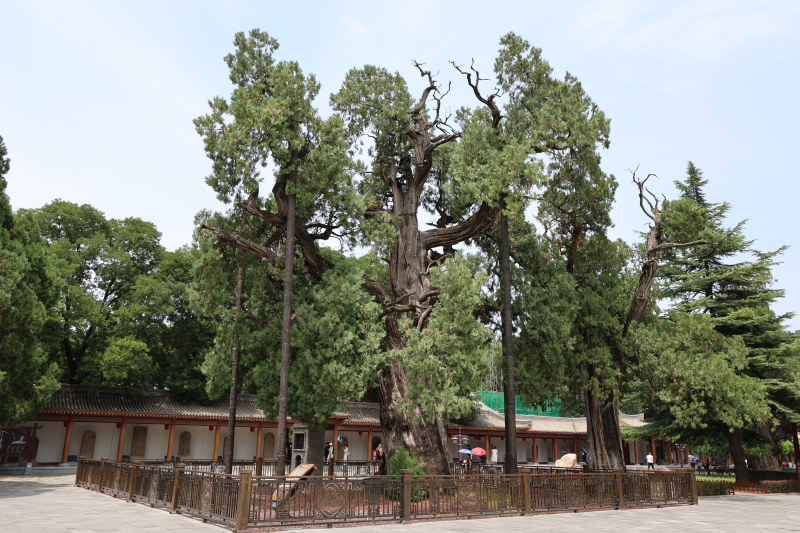 
北京301医院黄牛代挂号电话票贩子号贩子网上预约挂号,住院检查加快,十国外籍专家探秘黄帝陵：五千年古柏见证中华文明传承历史