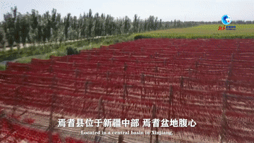 
北医三院黄牛代挂号电话票贩子号贩子网上预约挂号,住院检查加快,全球连线｜“洋记者”看新疆椒农的红火生活