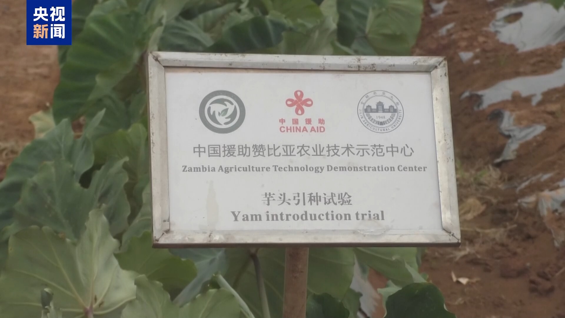 
中山大学附属第三医院黄牛代挂号电话票贩子号贩子网上预约挂号,住院检查加快,赞比亚专家：中非农业技术合作助力非洲提高粮食产能