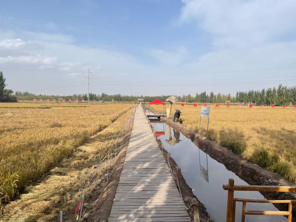 
沈阳医大二院黄牛代挂号电话票贩子号贩子网上预约挂号,住院检查加快,这里的含“绿”量真高！多国媒体人感受喀什“绿意”