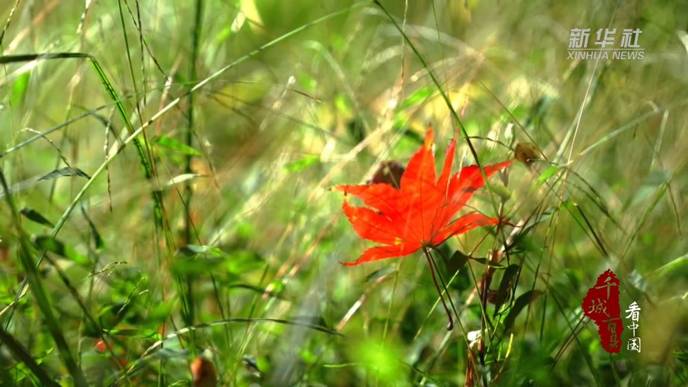 
南京儿童医院黄牛代挂号电话票贩子号贩子网上预约挂号,住院检查加快,千城百县看中国｜湖北鹤峰：秋日“枫”景在线