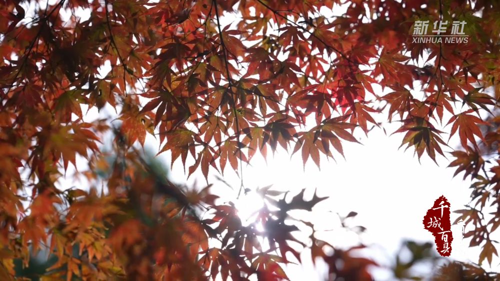 
南京儿童医院黄牛代挂号电话票贩子号贩子网上预约挂号,住院检查加快,千城百县看中国｜湖北鹤峰：秋日“枫”景在线