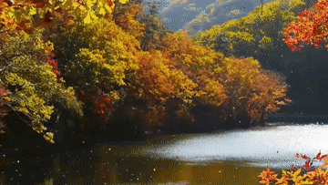 
杭州市富阳中医骨伤医院黄牛代挂号电话票贩子号贩子网上预约挂号,住院检查加快,秋日赏美景：红枫叶 红海滩