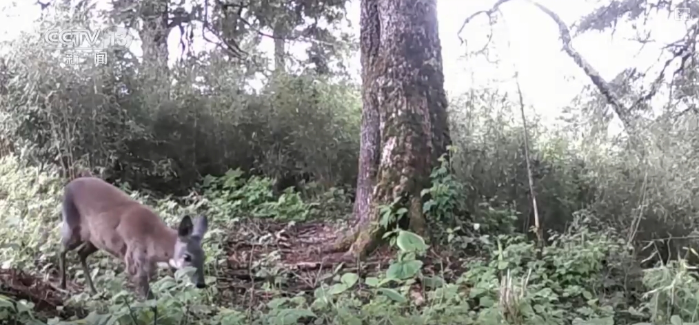 
上海第十人民医院黄牛代挂号电话票贩子号贩子网上预约挂号,住院检查加快,大美中国多姿多彩 鸟儿溪涧嬉戏 “出镜”野生动物种群增多