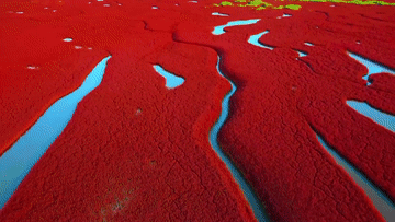 
杭州市富阳中医骨伤医院黄牛代挂号电话票贩子号贩子网上预约挂号,住院检查加快,秋日赏美景：红枫叶 红海滩