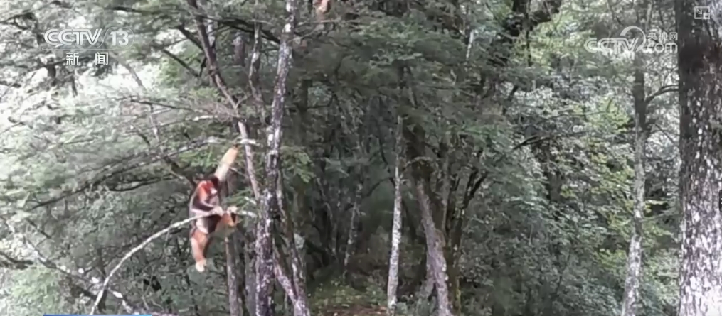 
上海第十人民医院黄牛代挂号电话票贩子号贩子网上预约挂号,住院检查加快,大美中国多姿多彩 鸟儿溪涧嬉戏 “出镜”野生动物种群增多