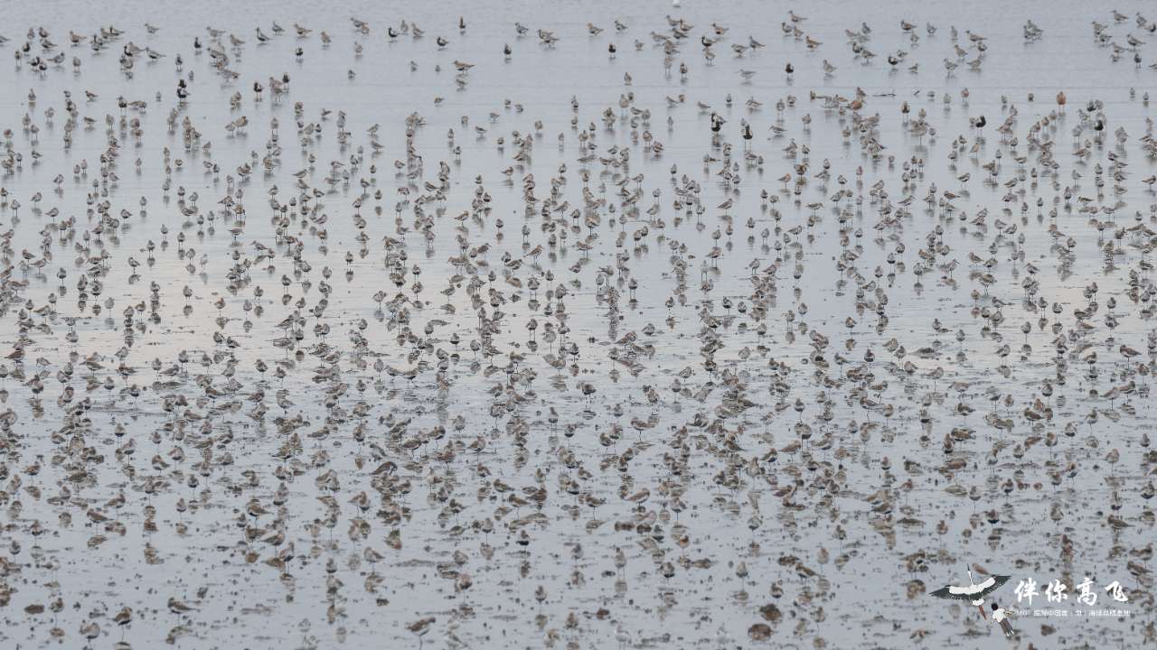 
北大第一医院黄牛代挂号电话票贩子号贩子网上预约挂号,住院检查加快,候鸟翔集辽宁丹东鸭绿江口