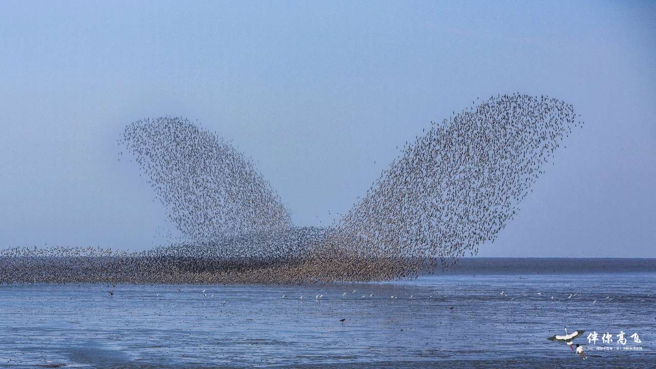 
北大第一医院黄牛代挂号电话票贩子号贩子网上预约挂号,住院检查加快,候鸟翔集辽宁丹东鸭绿江口