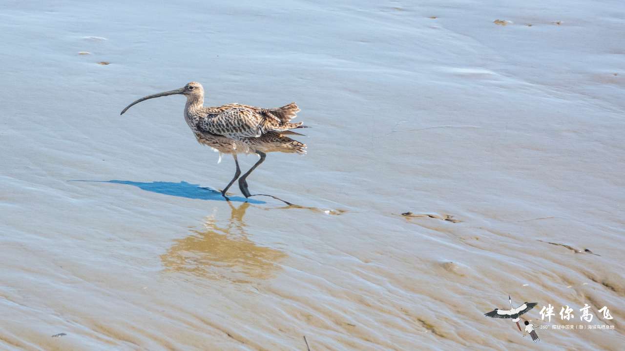 
北大第一医院黄牛代挂号电话票贩子号贩子网上预约挂号,住院检查加快,候鸟翔集辽宁丹东鸭绿江口