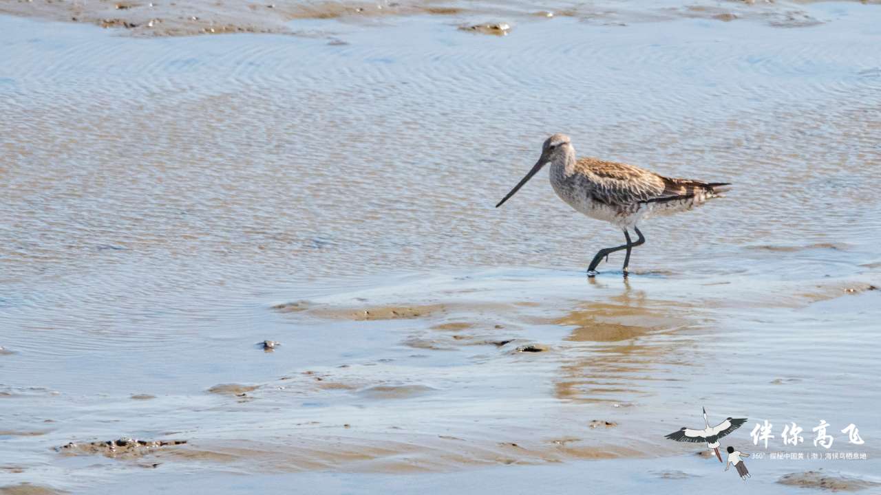 
北大第一医院黄牛代挂号电话票贩子号贩子网上预约挂号,住院检查加快,候鸟翔集辽宁丹东鸭绿江口