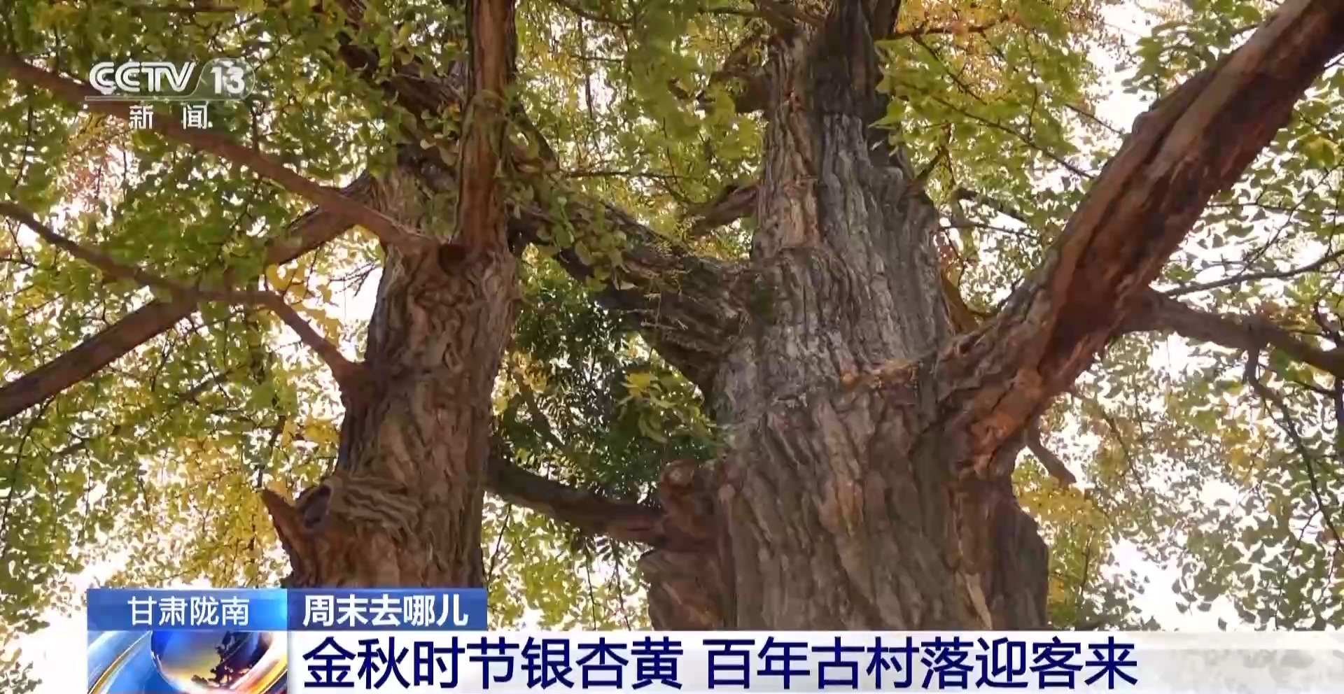 
上海儿科医院黄牛代挂号电话票贩子号贩子网上预约挂号,住院检查加快,“捡秋”有了新花样~ 来收藏秋日限定小美好吧