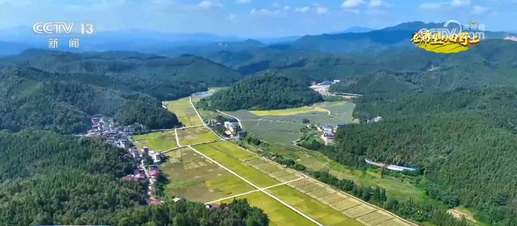 
杭州各大医院黄牛代挂号电话票贩子号贩子网上预约挂号,住院检查加快,田间稻谷黄 小麦播种忙 “柚”迎丰收季 希望的田野好“丰”光