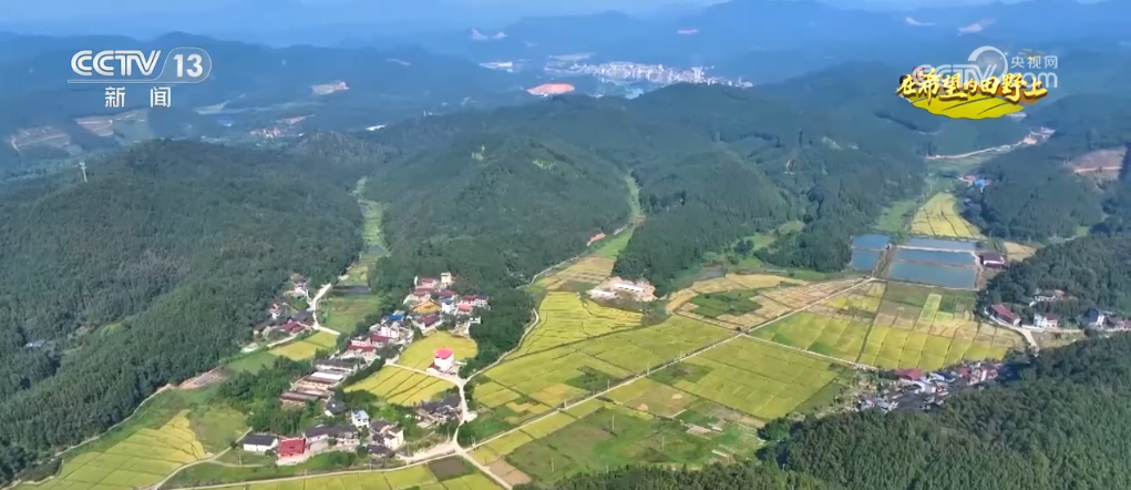 
杭州各大医院黄牛代挂号电话票贩子号贩子网上预约挂号,住院检查加快,田间稻谷黄 小麦播种忙 “柚”迎丰收季 希望的田野好“丰”光