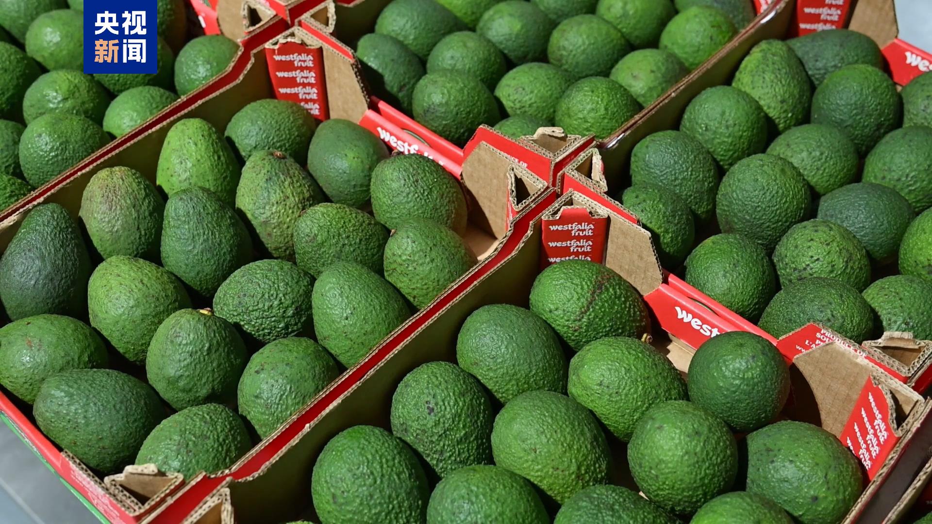 
上海第九人民医院黄牛代挂号电话票贩子号贩子网上预约挂号,住院检查加快,南非牛油果来了！第七届进博会首批展品进馆