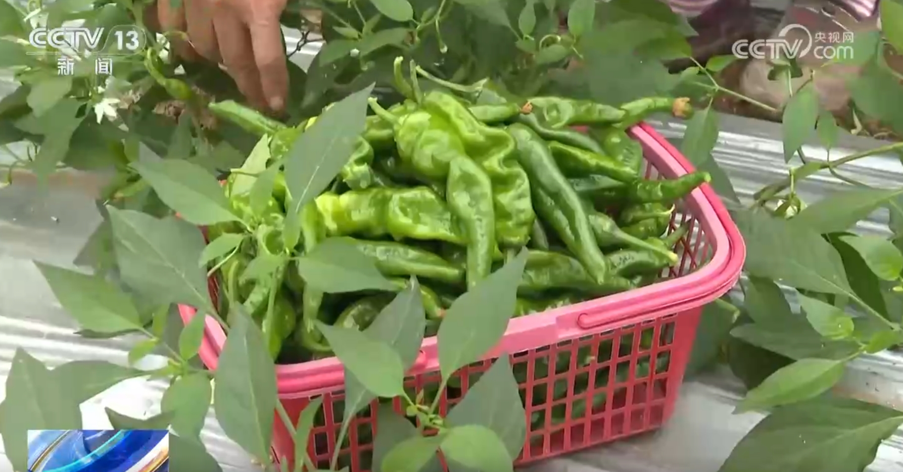 
空军特色医学中心黄牛代挂号电话票贩子号贩子网上预约挂号,住院检查加快,各产区采取有效措施确保蔬菜“温暖”过冬 智能设施助力稳产保质