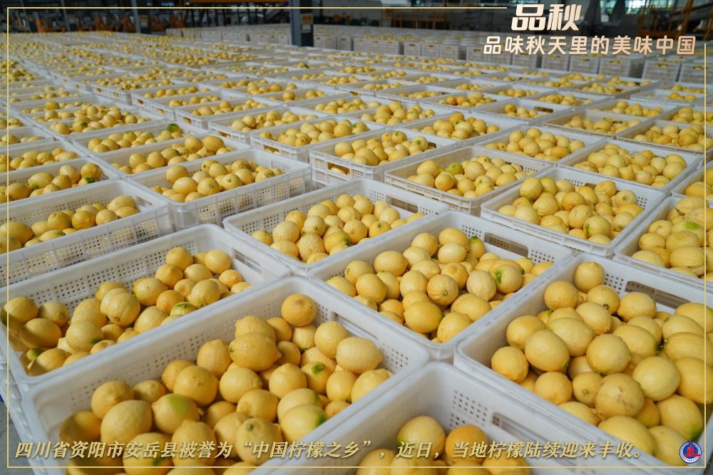 
上海儿童医学中心黄牛代挂号电话票贩子号贩子网上预约挂号,住院检查加快,赏秋图鉴，解锁秋天的N种打开方式！