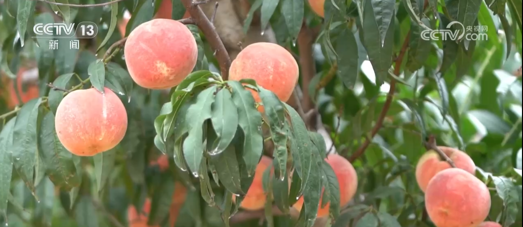 
上海各大医院黄牛代挂号电话票贩子号贩子网上预约挂号,住院检查加快,果实累累“丰”光好 科技走进田间地头 为农业发展注入新动能