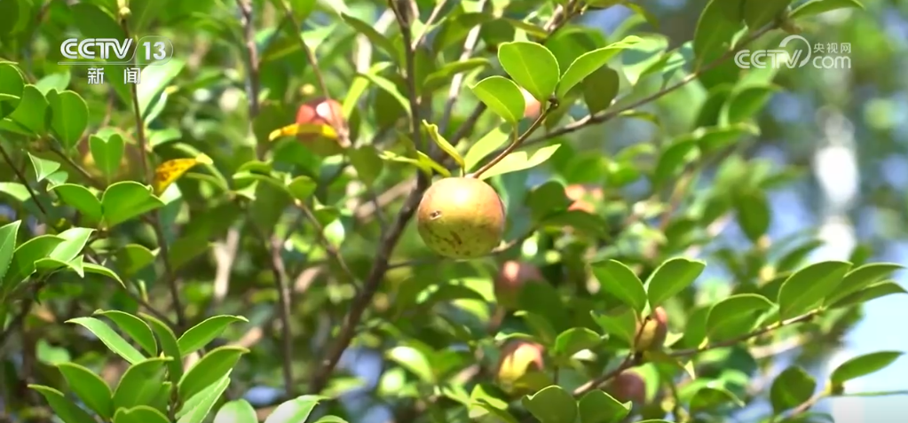 
上海各大医院黄牛代挂号电话票贩子号贩子网上预约挂号,住院检查加快,果实累累“丰”光好 科技走进田间地头 为农业发展注入新动能
