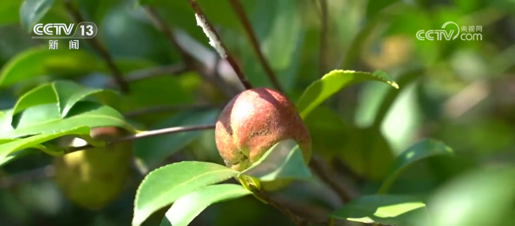 
上海各大医院黄牛代挂号电话票贩子号贩子网上预约挂号,住院检查加快,果实累累“丰”光好 科技走进田间地头 为农业发展注入新动能
