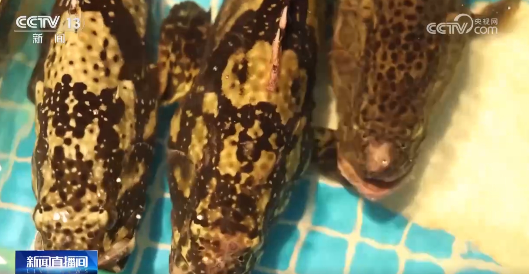 
上海儿科医院黄牛代挂号电话票贩子号贩子网上预约挂号,住院检查加快,希望的田野上一派好“丰”光 “智能机械+良机良法”提升秋种质量