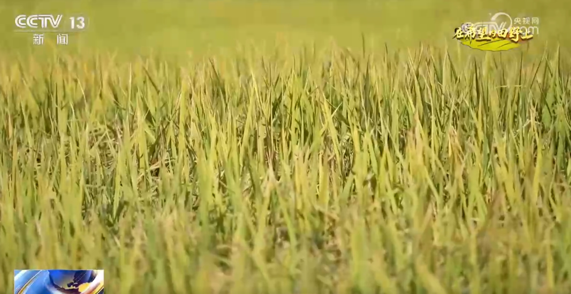 
上海儿科医院黄牛代挂号电话票贩子号贩子网上预约挂号,住院检查加快,希望的田野上一派好“丰”光 “智能机械+良机良法”提升秋种质量