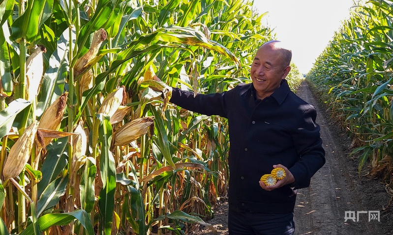 
中山大学中山眼科中心黄牛代挂号电话票贩子号贩子网上预约挂号,住院检查加快,【农业“新”丰景】解码内蒙古带“芯片”的黄玉米