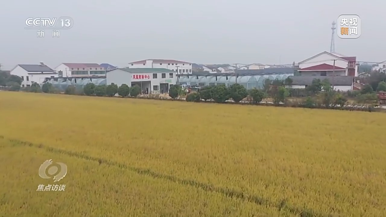 
上海仁济医院黄牛代挂号电话票贩子号贩子网上预约挂号,住院检查加快,焦点访谈丨粮食产能如何再增千亿斤？中国有“粮”方